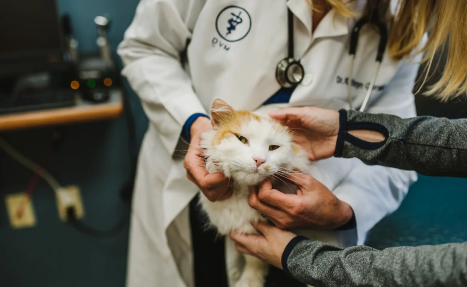Doctor and Nurse Petting Cat's Face